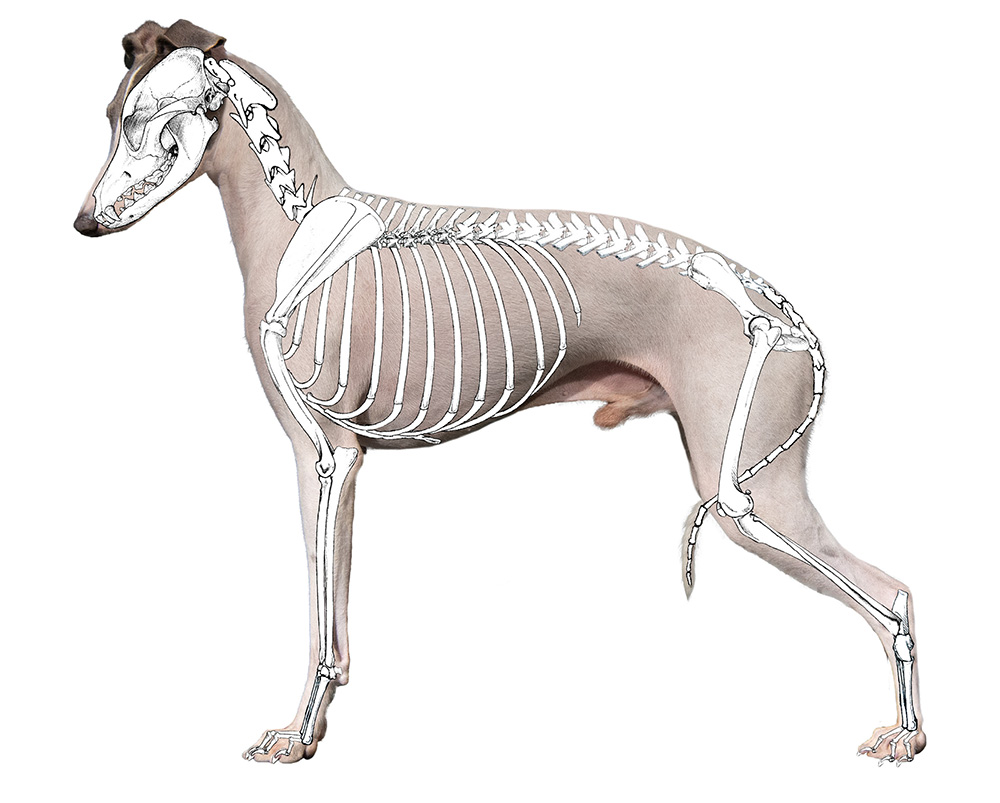 Italian Greyhound Skeleton